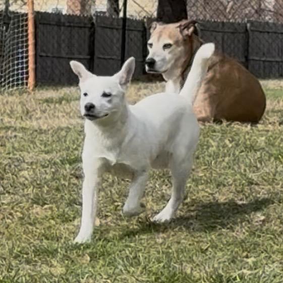 NY Perry (Foster in Yorktown Heights NY), a Adoptable mixed breed in Eastford, CT image 6/6