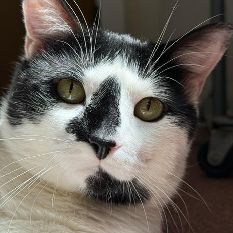 Fester, ADOPTABLE, Adult Male Domestic Short Hair.