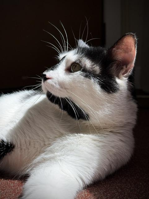 Fester, a ADOPTABLE Domestic Short Hair in Saranac Lake, NY image 2/2