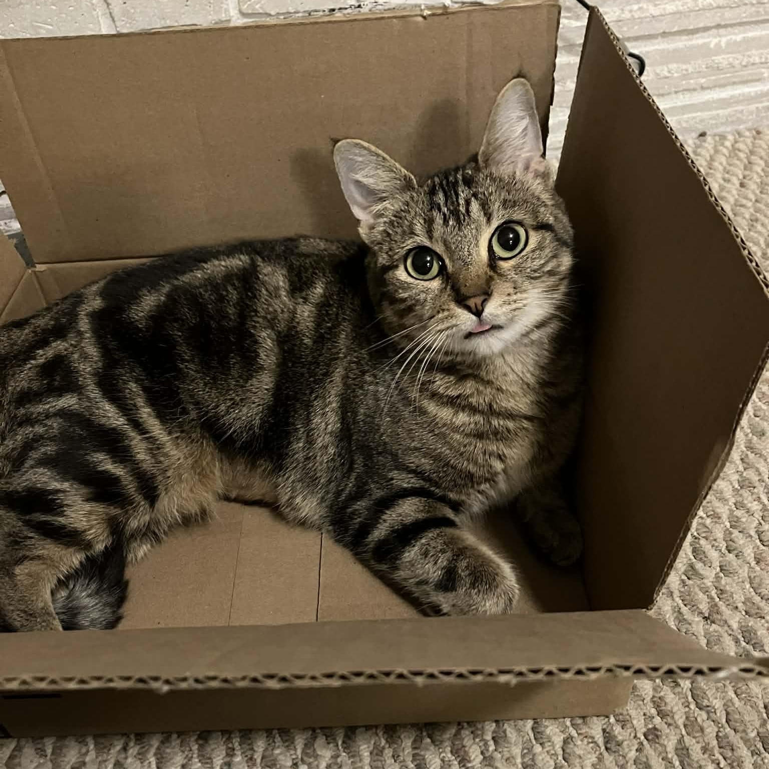 Tanya, ADOPTABLE, Adult Female Domestic Short Hair & Tabby.