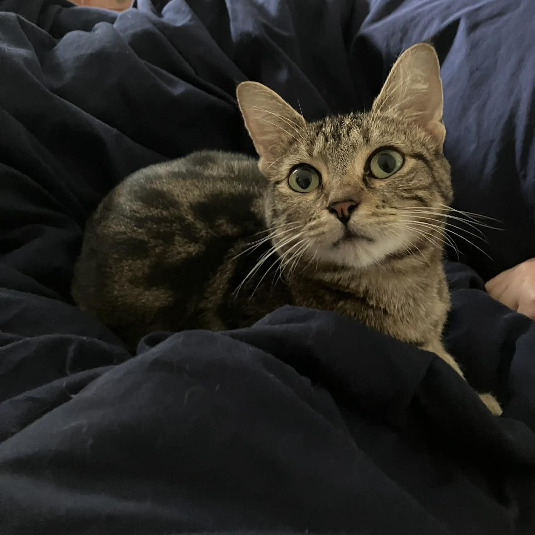 Enlarge Tanya, a ADOPTABLE mixed breed in Kannapolis, NC image 2/3