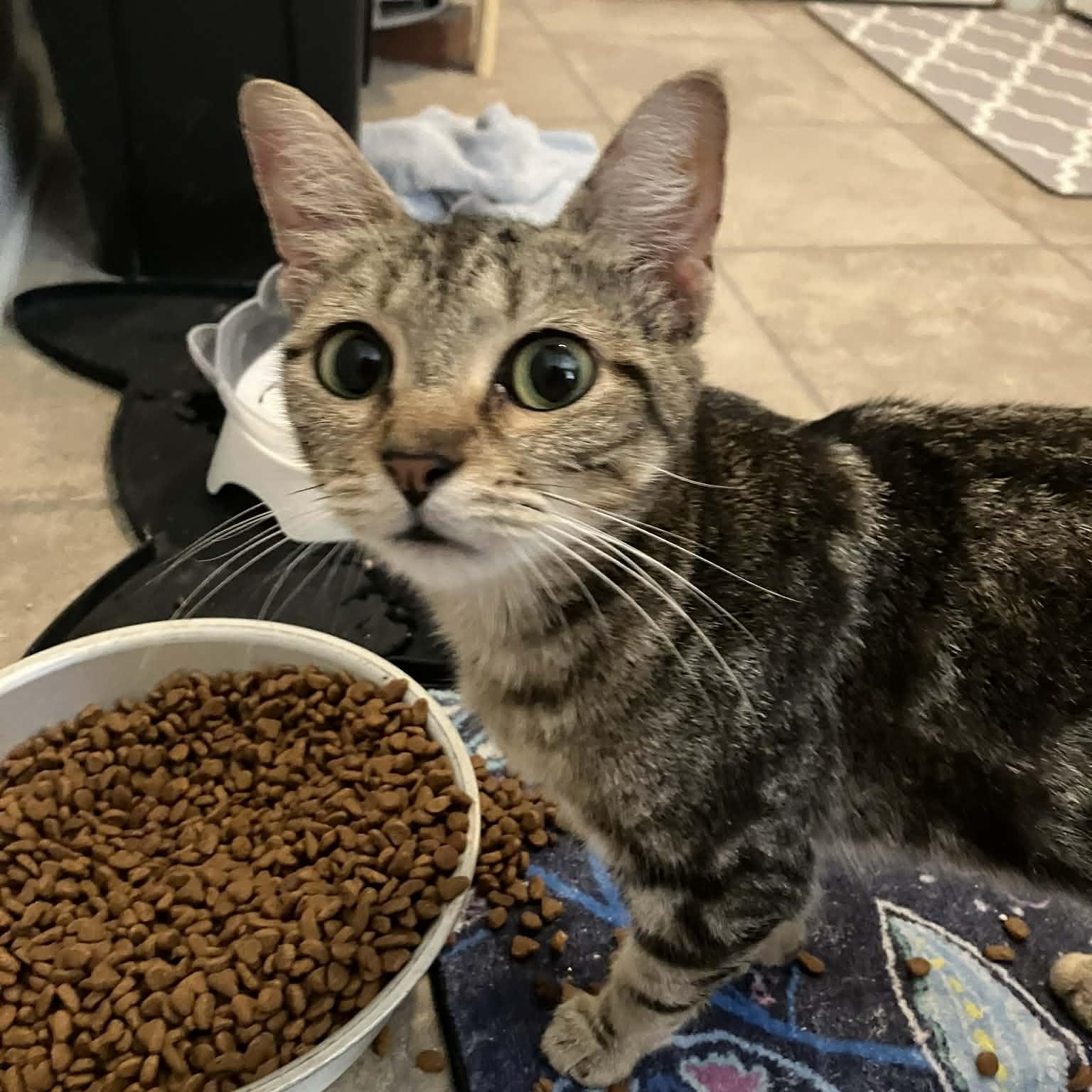 Enlarge Tanya, a ADOPTABLE mixed breed in Kannapolis, NC image 3/3