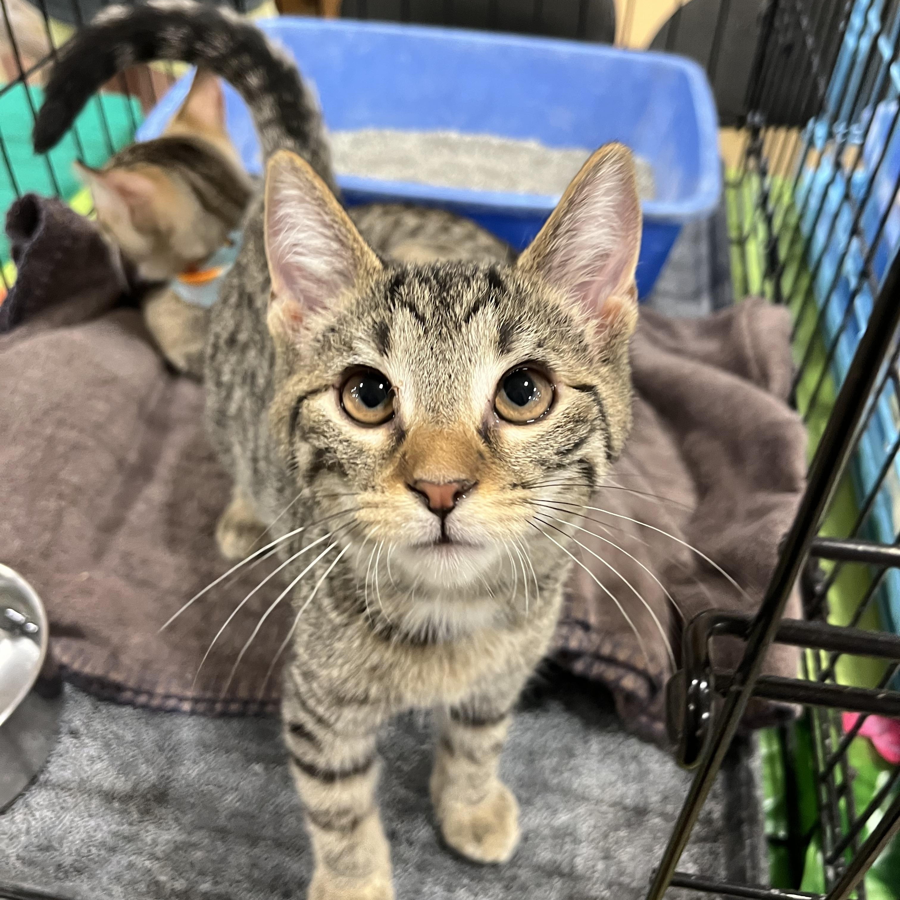 Leo, Adoptable, Kitten Male Domestic Short Hair.