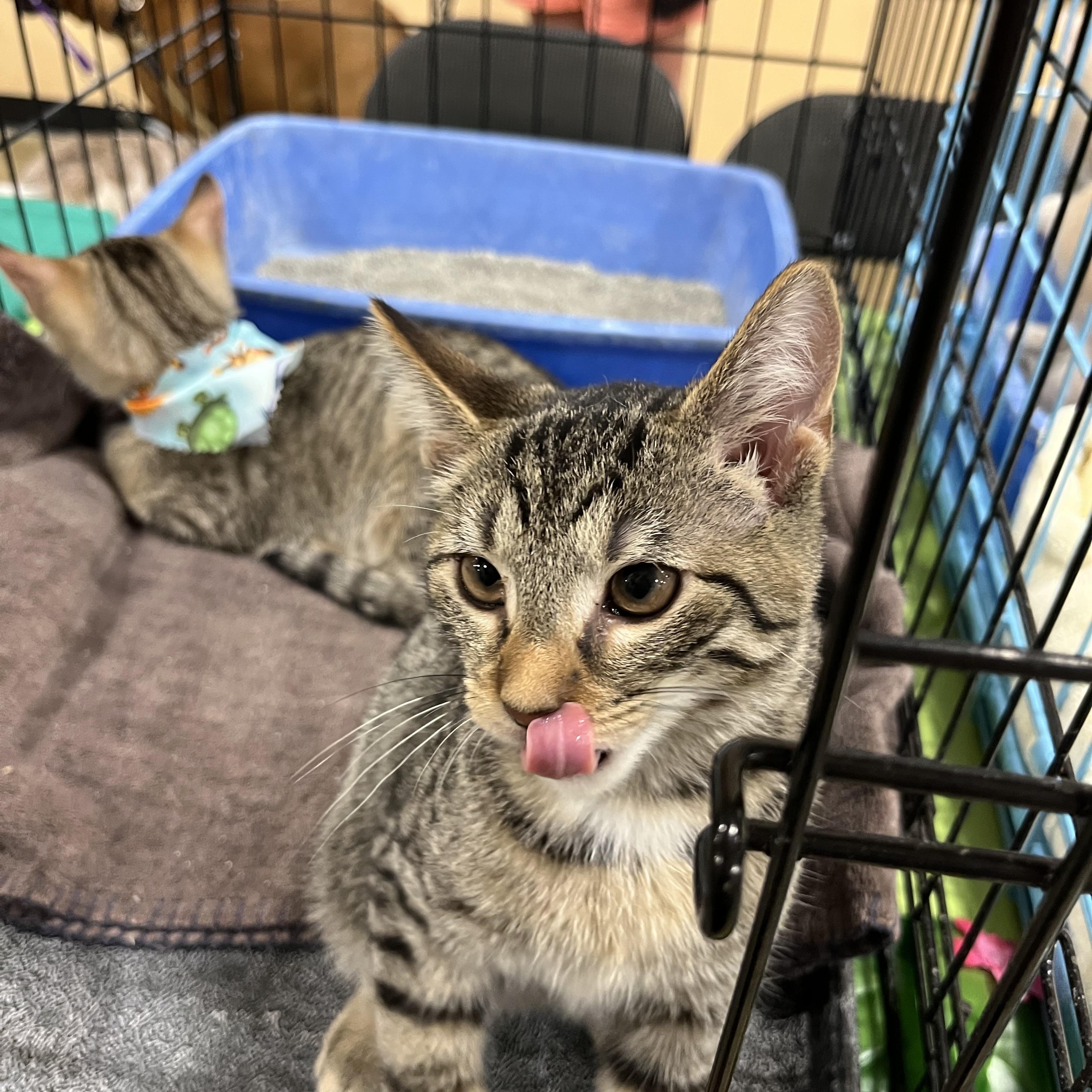 Enlarge Leo, a Adoptable Domestic Short Hair in Yorktown, IN image 2/4