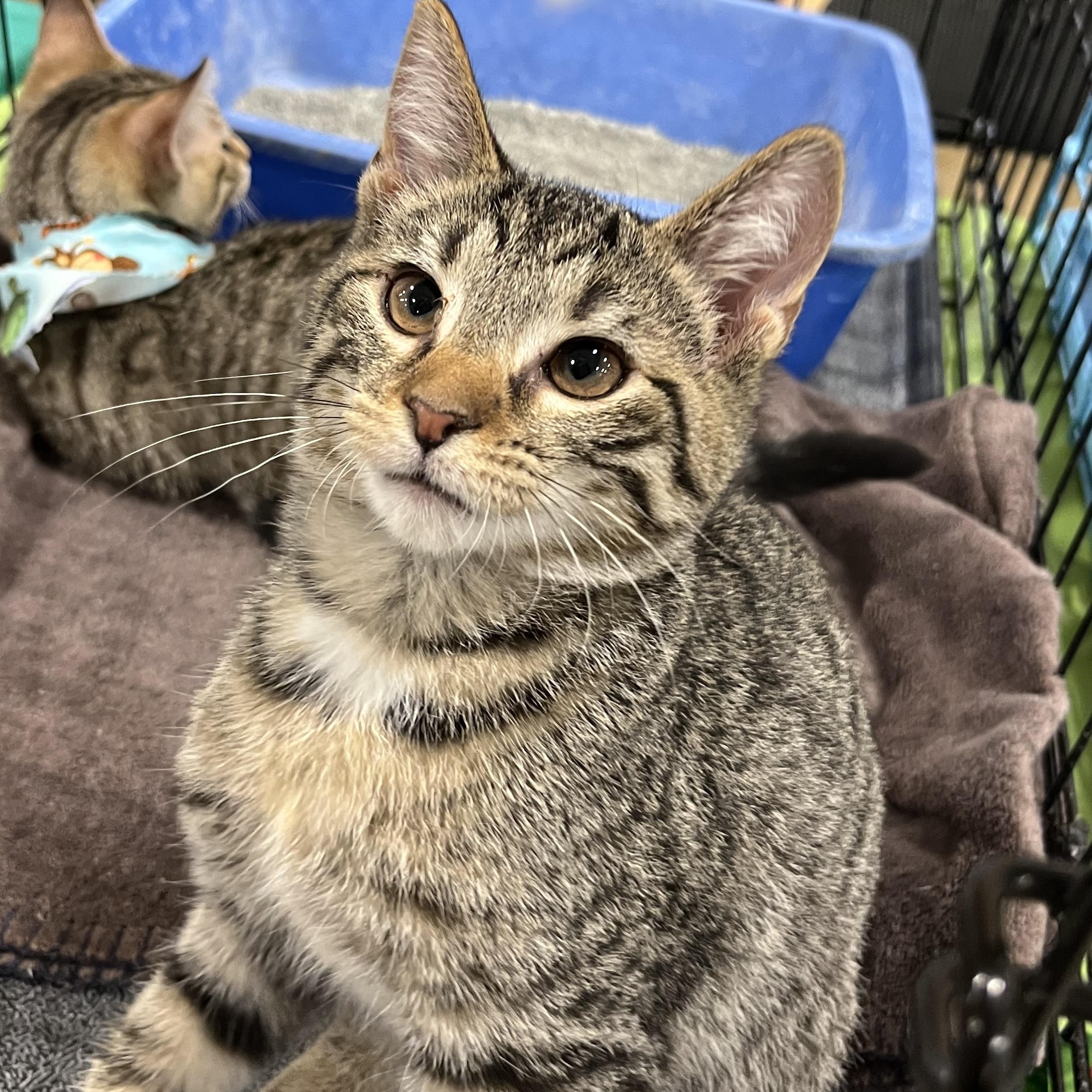 Enlarge Leo, a Adoptable Domestic Short Hair in Yorktown, IN image 3/4