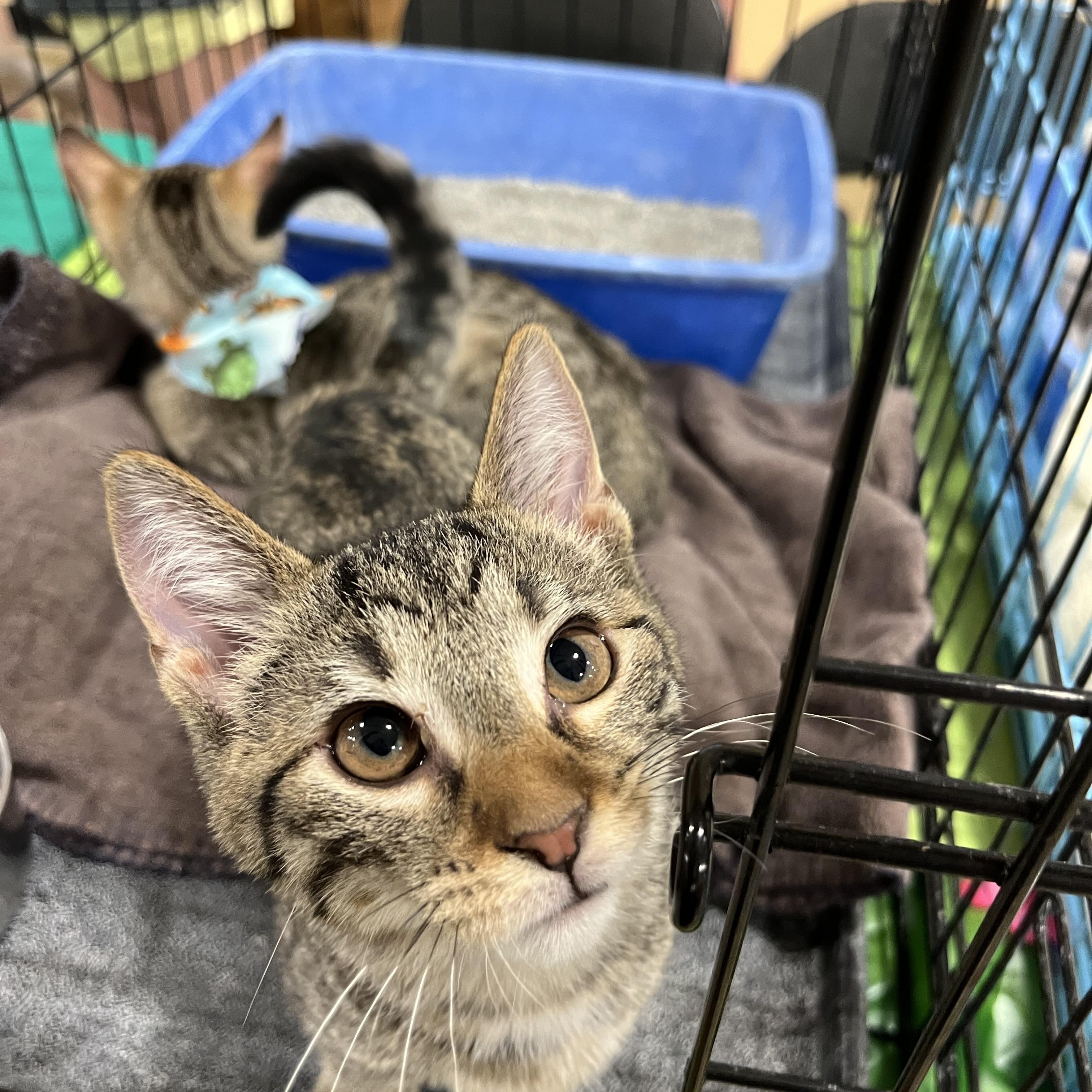 Enlarge Leo, a Adoptable Domestic Short Hair in Yorktown, IN image 4/4