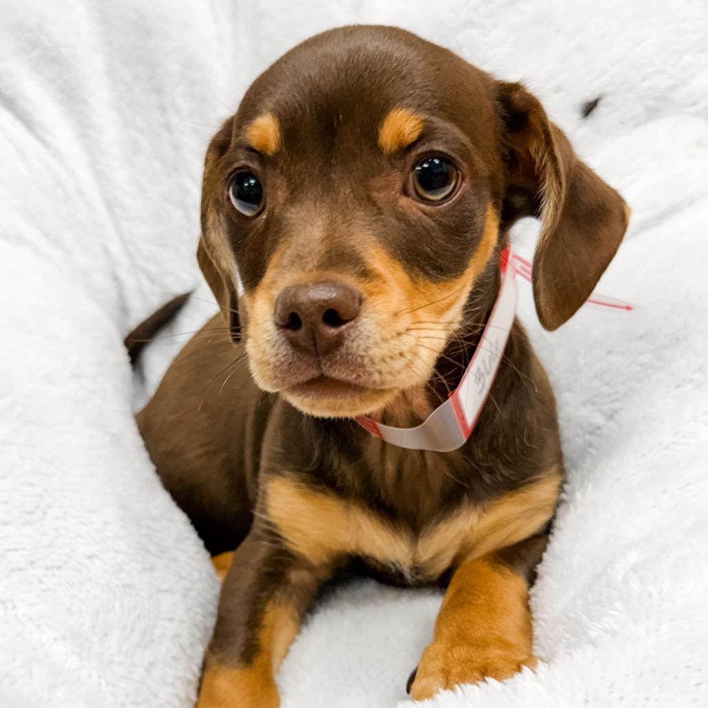 366 (2026) Milo, Adoptable, Puppy Male Dachshund & Chihuahua.