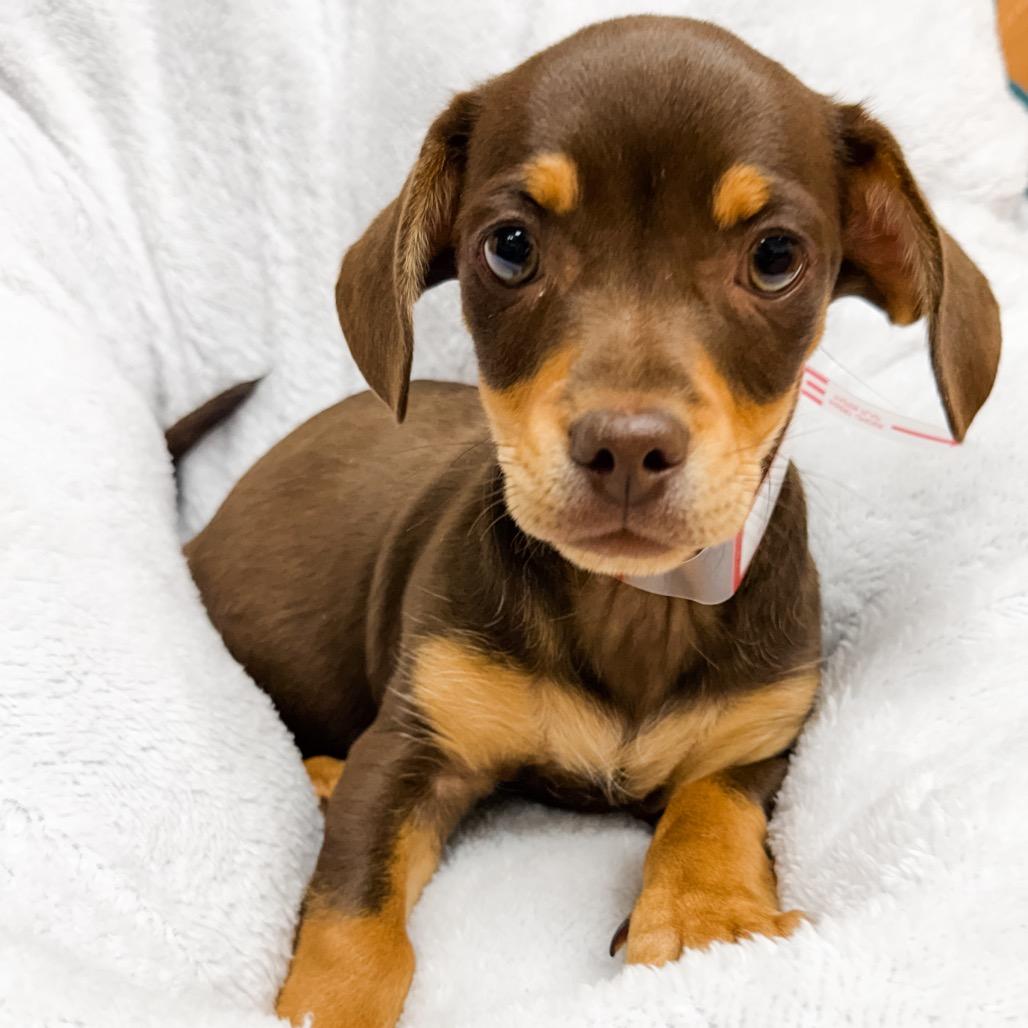 Enlarge 366 (2026) Milo, a Adoptable mixed breed in Parker, CO image 2/6