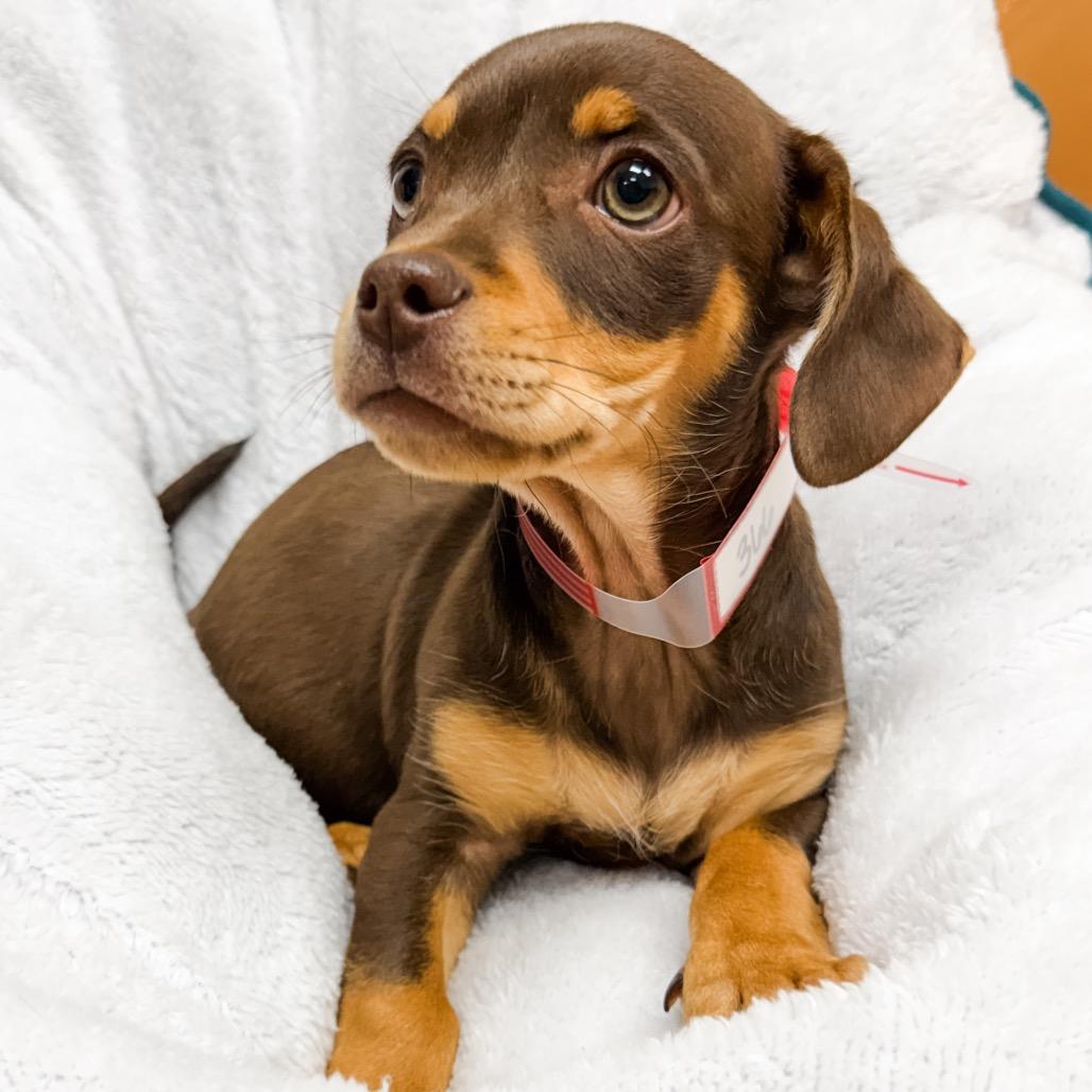 Enlarge 366 (2026) Milo, a Adoptable mixed breed in Parker, CO image 3/6