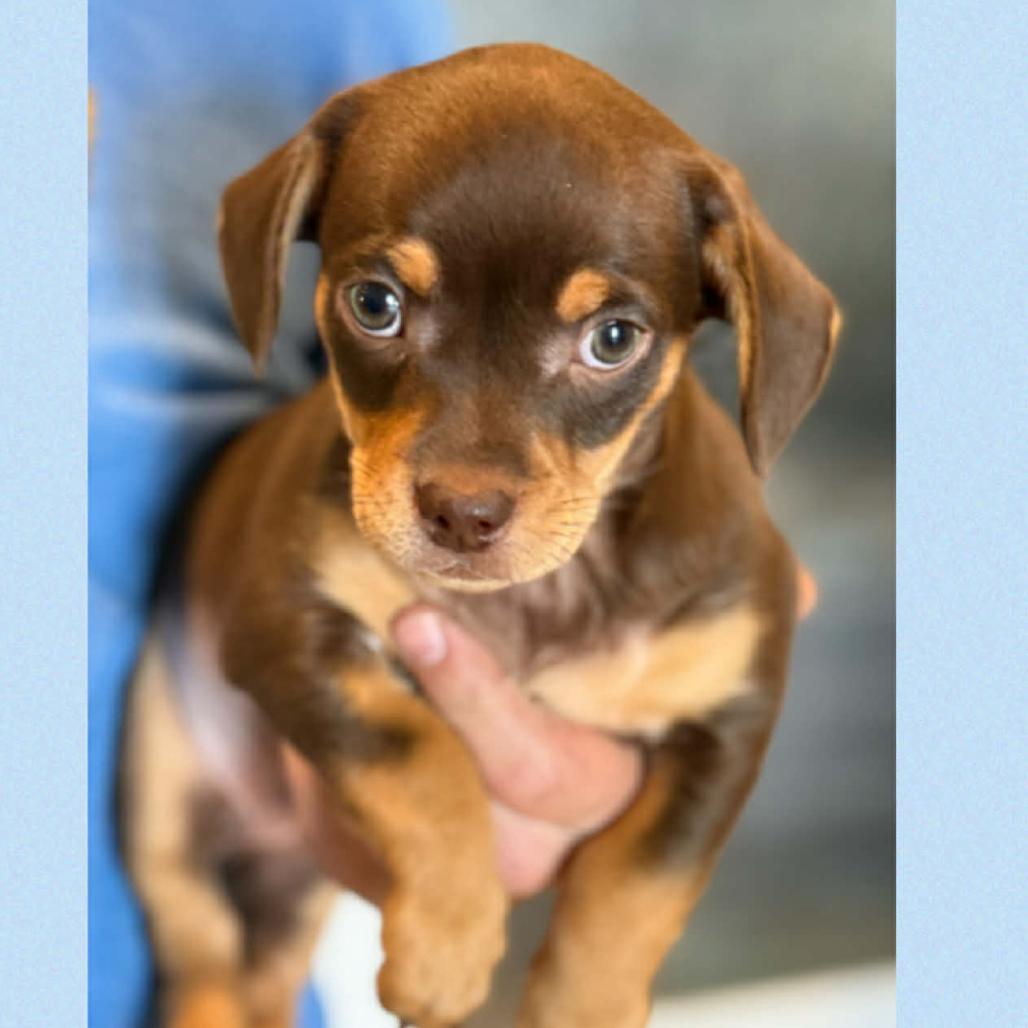 Enlarge 366 (2026) Milo, a Adoptable mixed breed in Parker, CO image 4/6