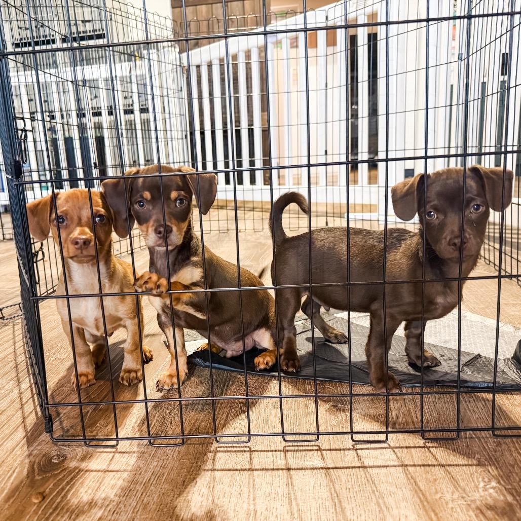 Enlarge 366 (2026) Milo, a Adoptable mixed breed in Parker, CO image 5/6