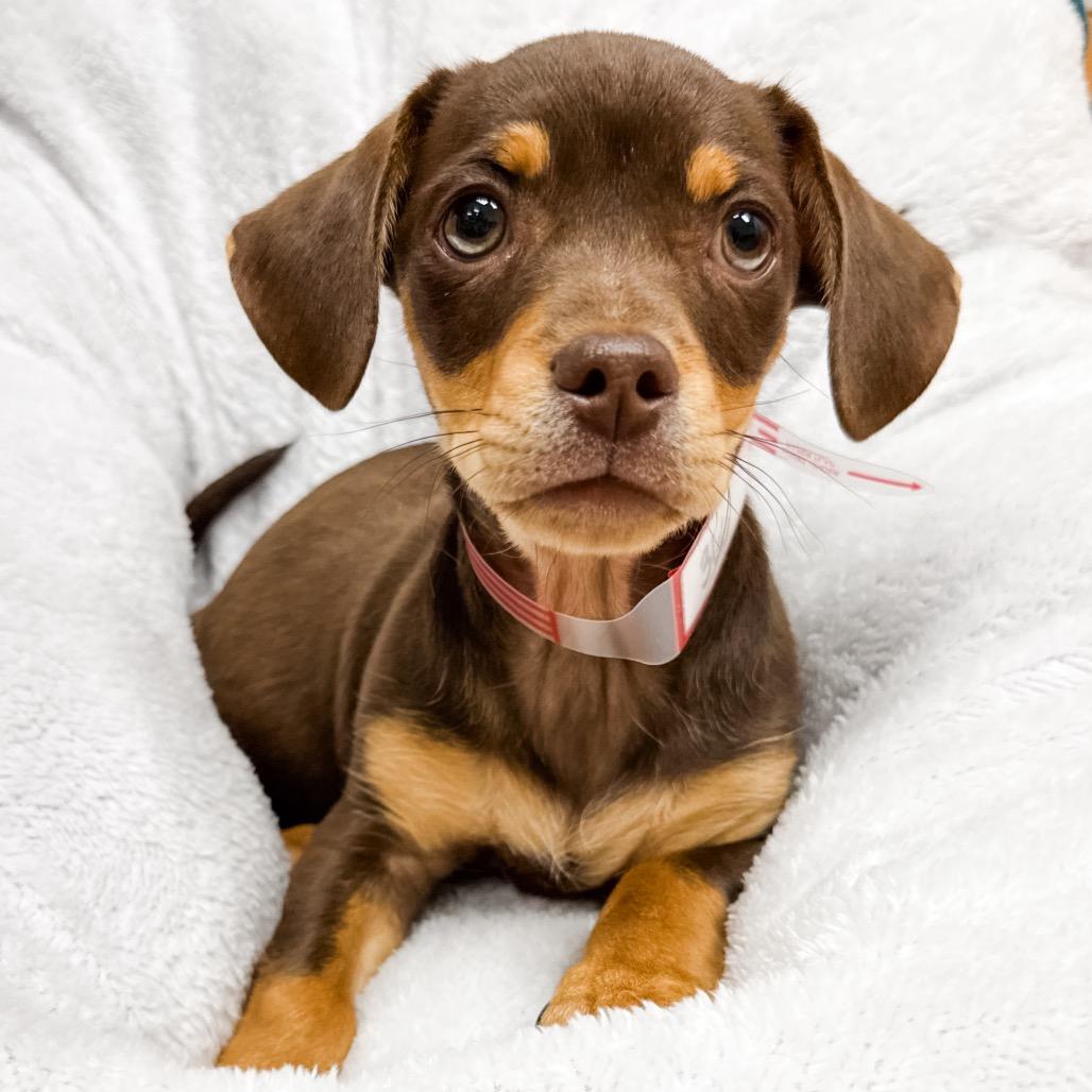 Enlarge 366 (2026) Milo, a Adoptable mixed breed in Parker, CO image 6/6