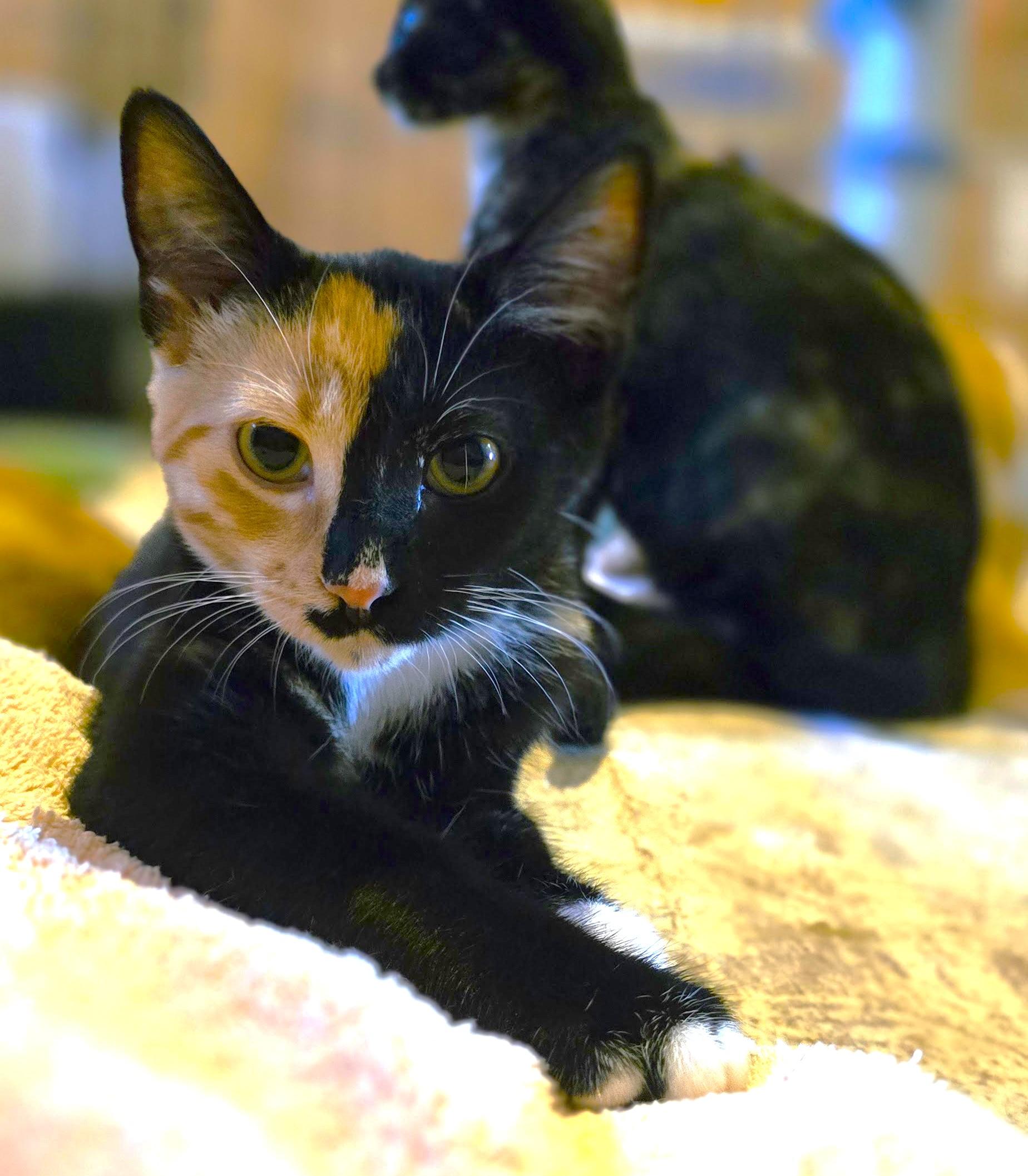 Lindsey, adopted, Kitten Female Calico.