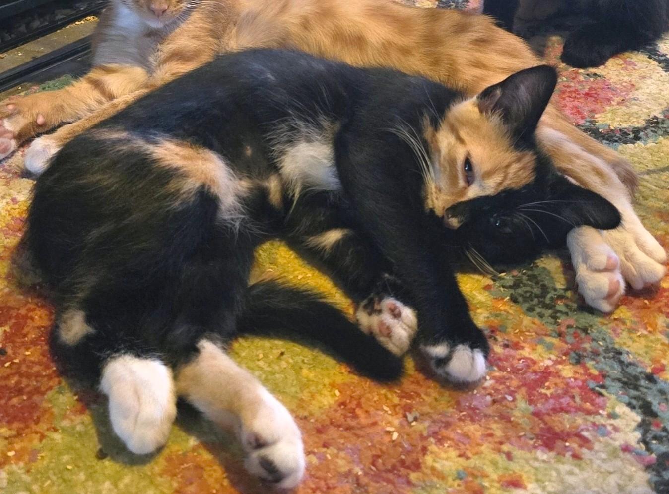 Lindsey, an adopted Calico in San Diego, CA image 5/6