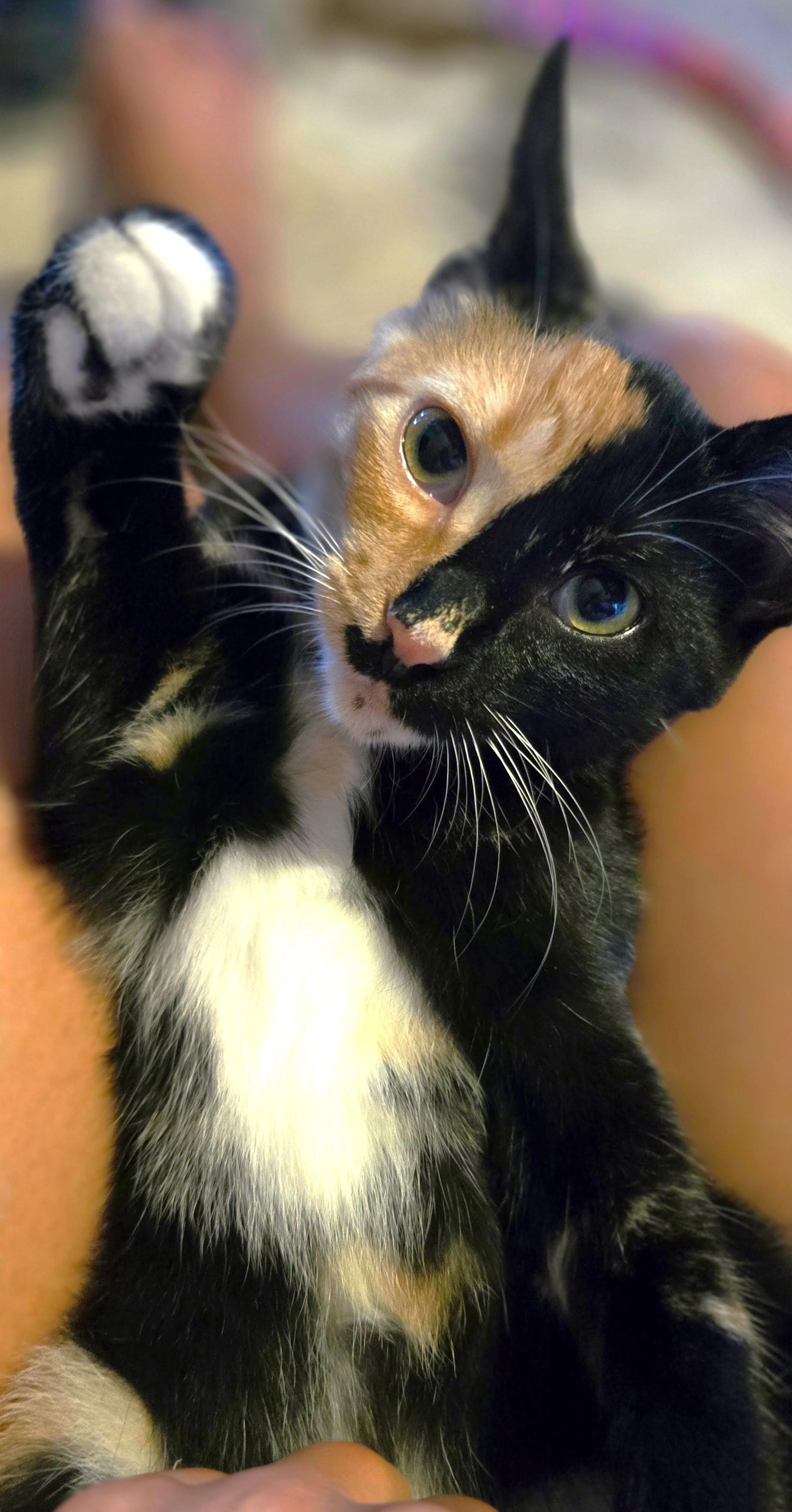 Lindsey, an adopted Calico in San Diego, CA image 3/6