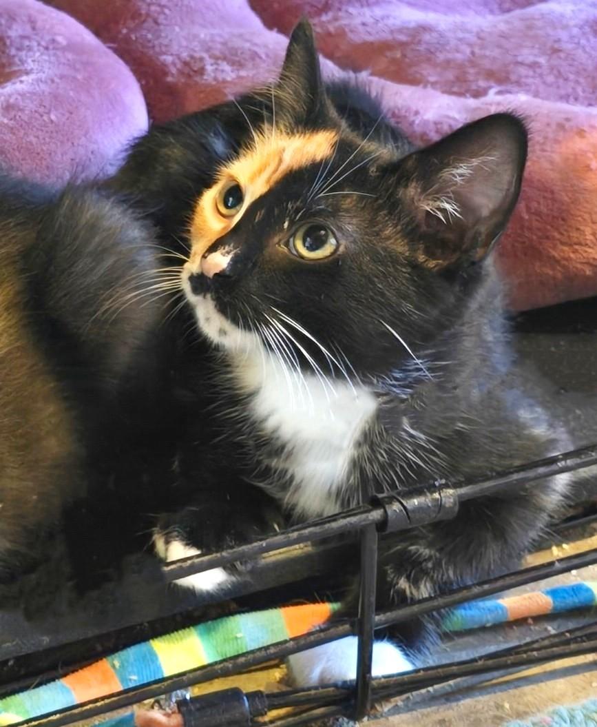 Lindsey, an adopted Calico in San Diego, CA image 4/6