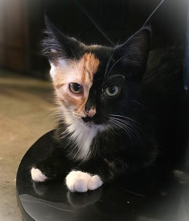 Lindsey, an adopted Calico in San Diego, CA image 2/6