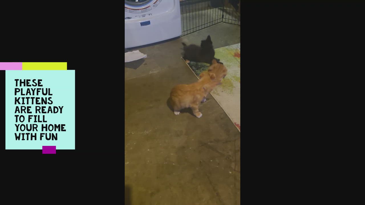 Enlarge Lindsey, an adopted Calico in San Diego, CA video 6/6