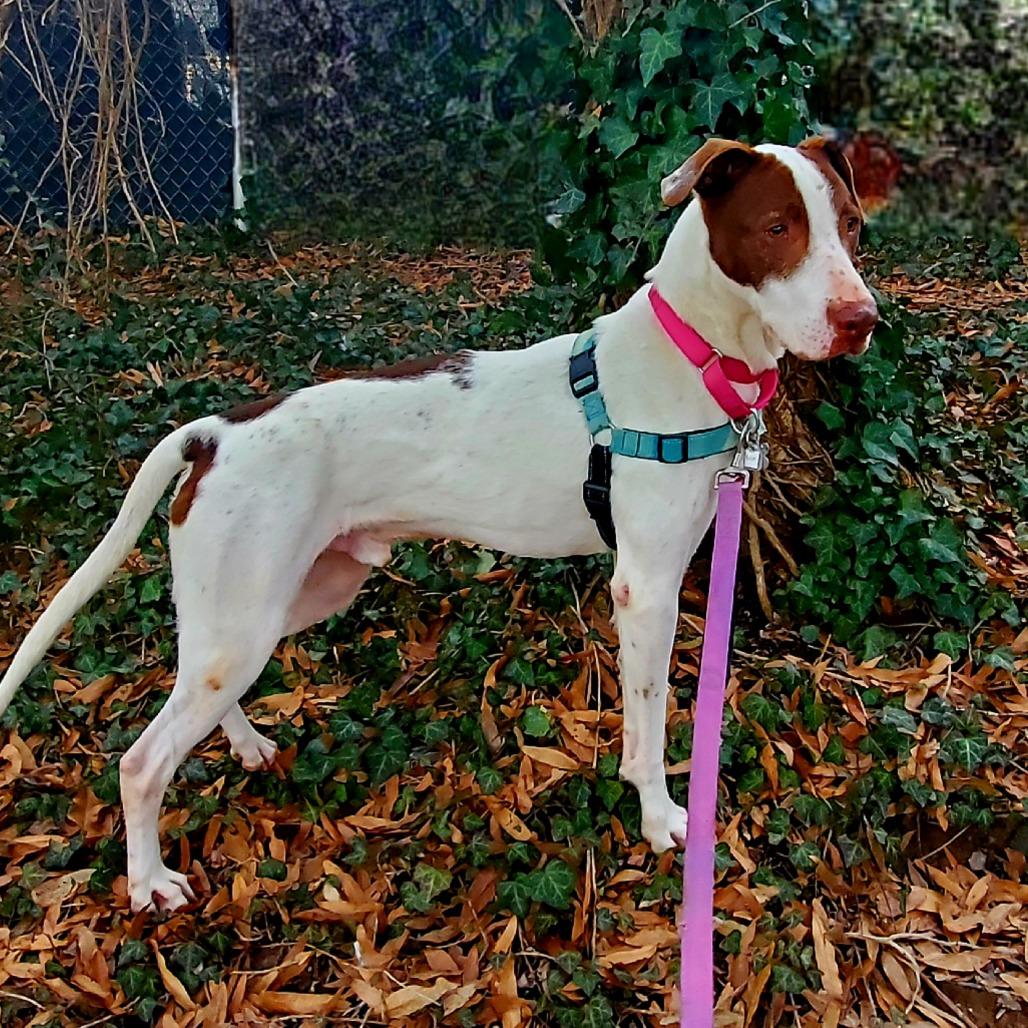 Enlarge Roller, a Adoptable mixed breed in Falls Church, VA image 1/6
