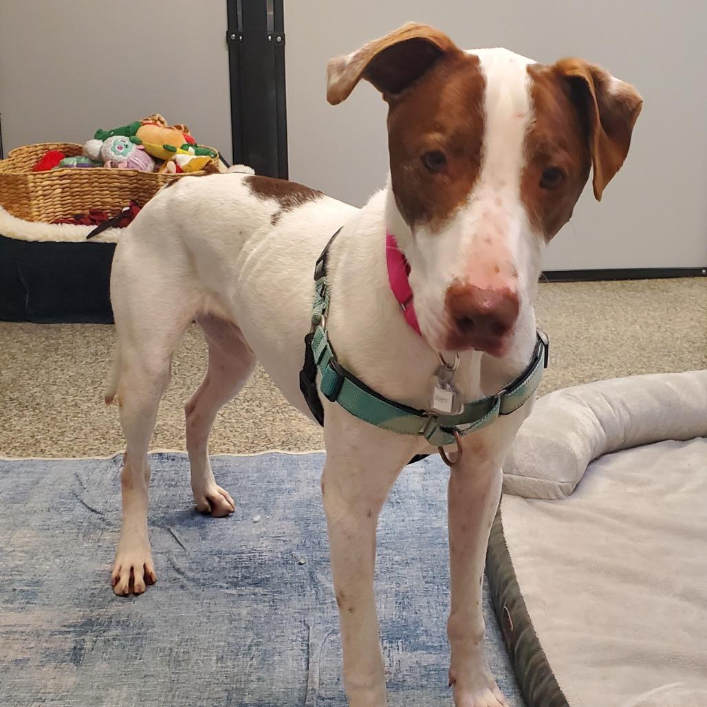 Enlarge Roller, a Adoptable mixed breed in Falls Church, VA image 2/6