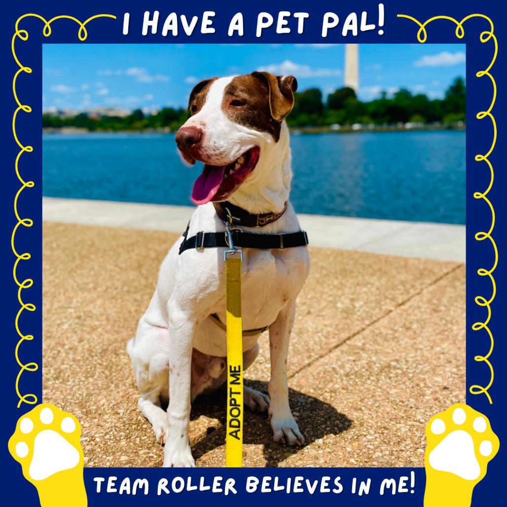 Roller, a Adoptable mixed breed in Falls Church, VA image 4/5