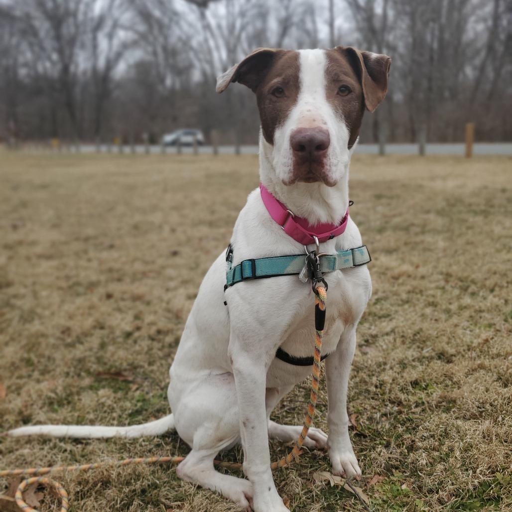 Enlarge Roller, a Adoptable mixed breed in Falls Church, VA image 4/6