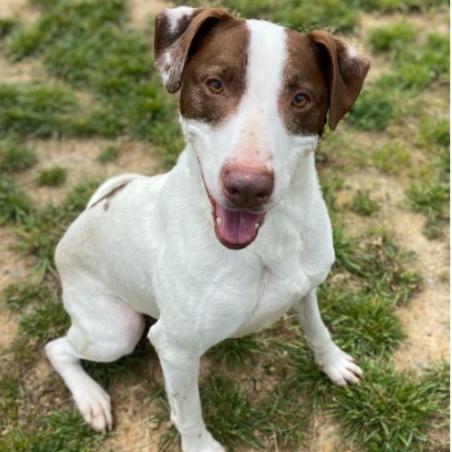 Enlarge Roller, a Adoptable mixed breed in Falls Church, VA image 5/6