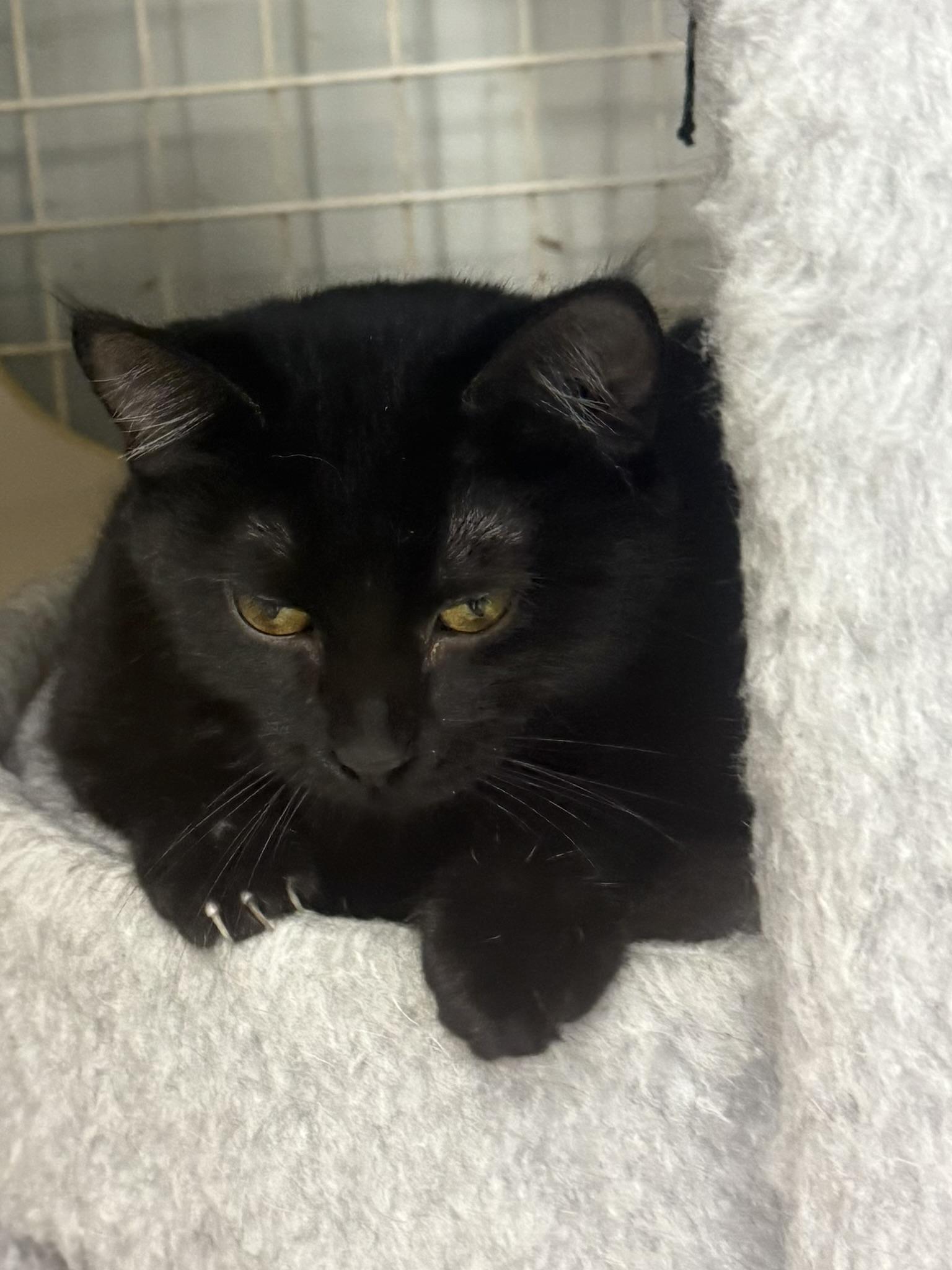 Enlarge SAMI, a ADOPTABLE Domestic Short Hair in Lake Ozark, MO image 1/4