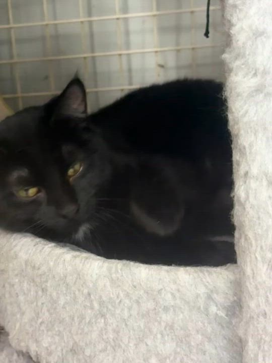 Enlarge SAMI, a ADOPTABLE Domestic Short Hair in Lake Ozark, MO video 4/4