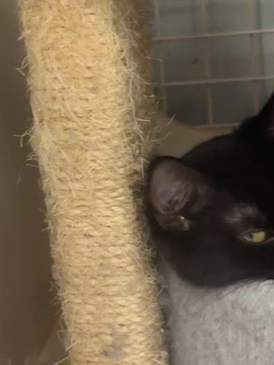 Enlarge SAMI, a ADOPTABLE Domestic Short Hair in Lake Ozark, MO video 2/4