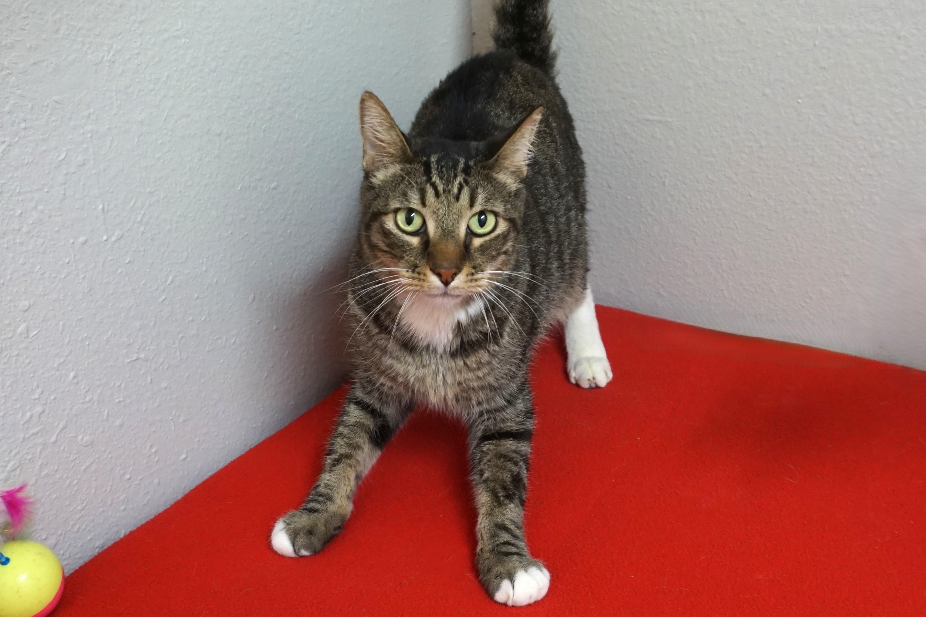 Enlarge Peter II, a Adoptable Domestic Short Hair in Fountain Hills, AZ image 4/4