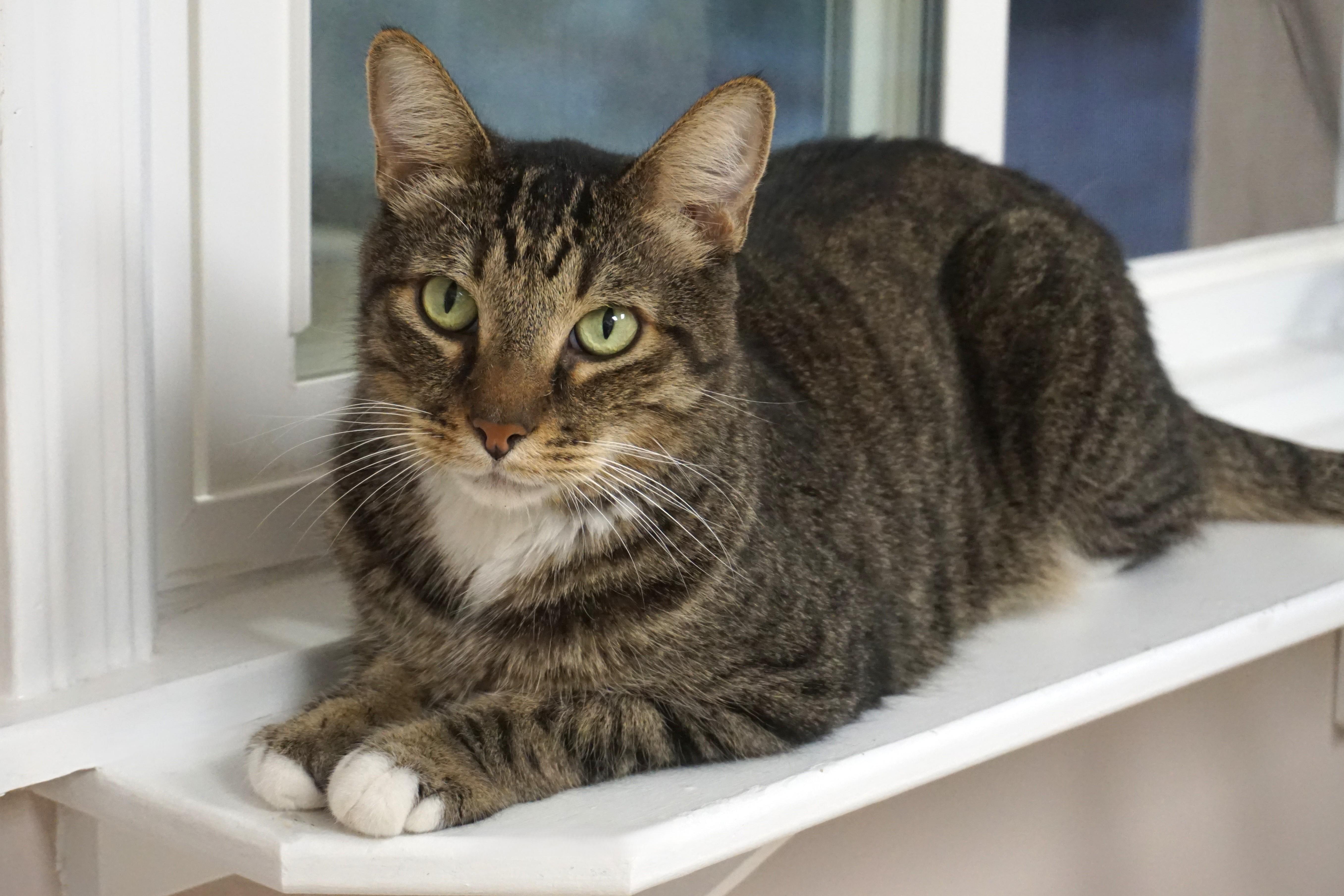 Enlarge Peter II, a Adoptable Domestic Short Hair in Fountain Hills, AZ image 1/4