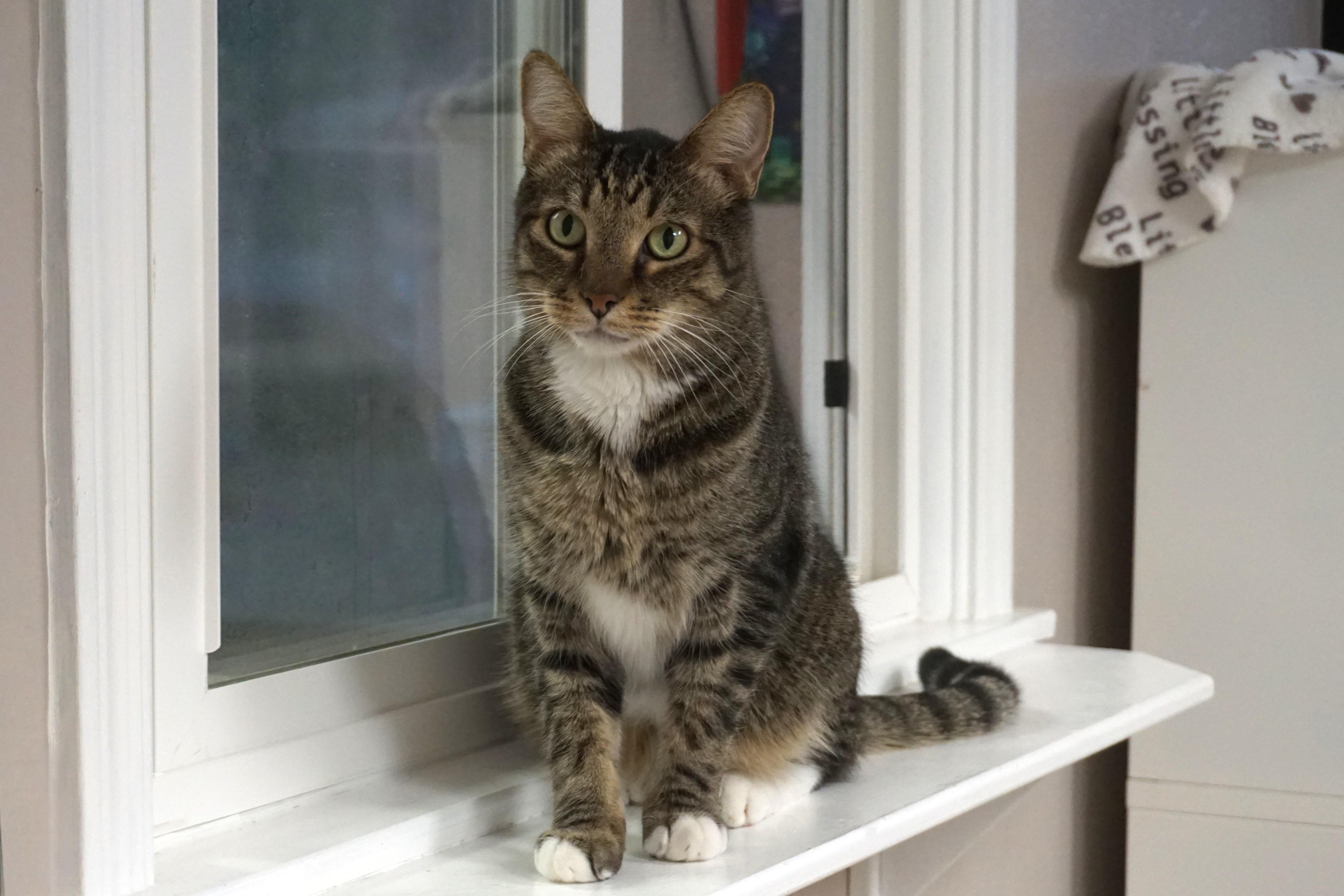 Enlarge Peter II, a Adoptable Domestic Short Hair in Fountain Hills, AZ image 3/4