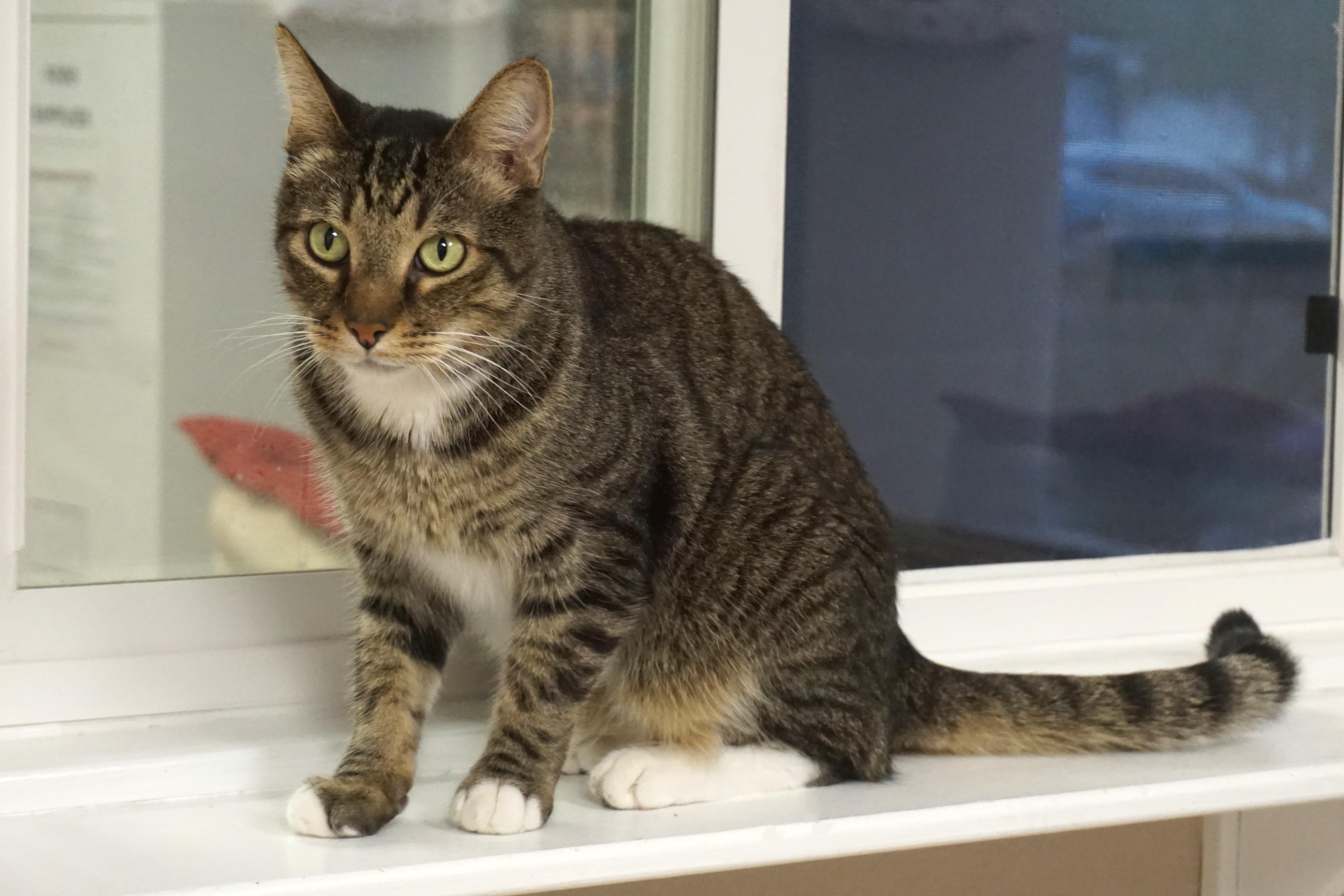 Enlarge Peter II, a Adoptable Domestic Short Hair in Fountain Hills, AZ image 2/4