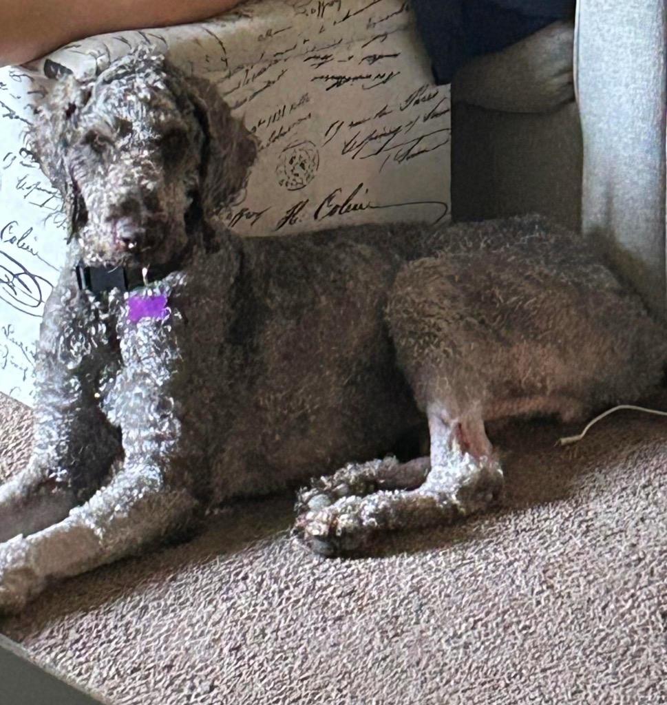 Ringo, a Adoptable mixed breed in West Bloomfield, MI image 2/6