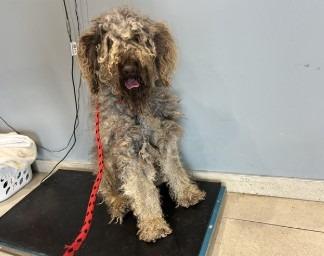 Ringo, a Adoptable mixed breed in West Bloomfield, MI image 4/6