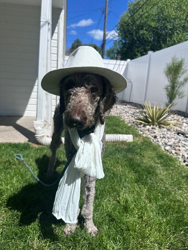 Ringo, a Adoptable mixed breed in West Bloomfield, MI image 5/6