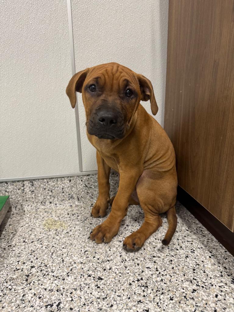 Comet, Adoptable, Puppy Male Mixed Breed.