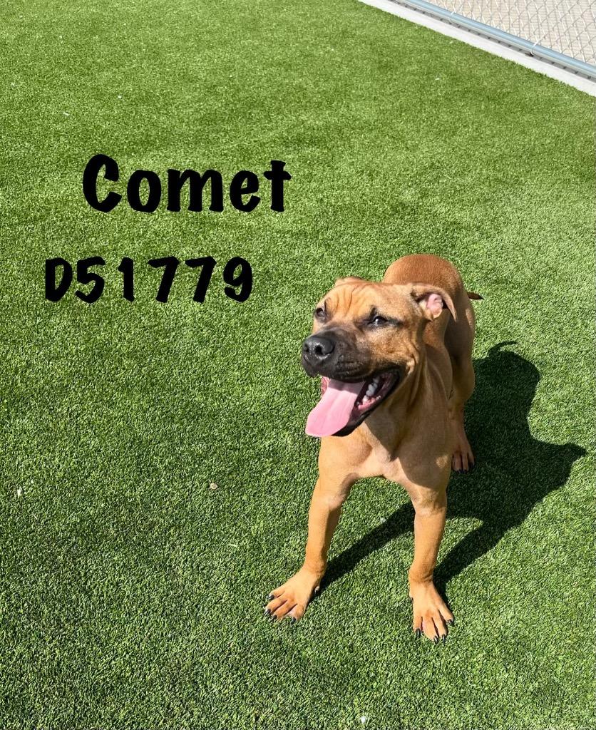 Enlarge Comet, a Adoptable Mixed Breed in Clarksville, TN image 2/2