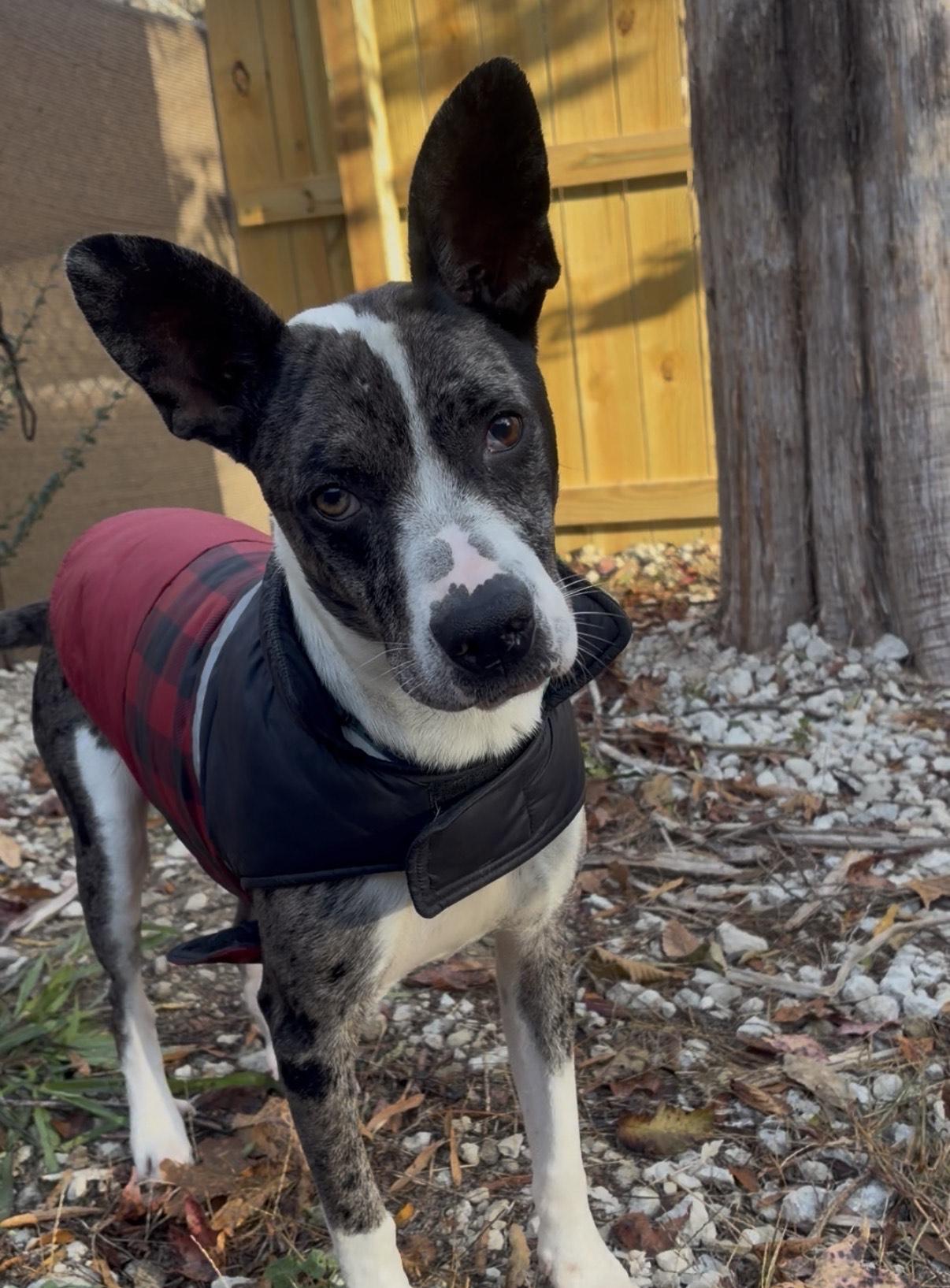 Banjo, ADOPTABLE, Young Male Australian Shepherd & Catahoula Leopard Dog.