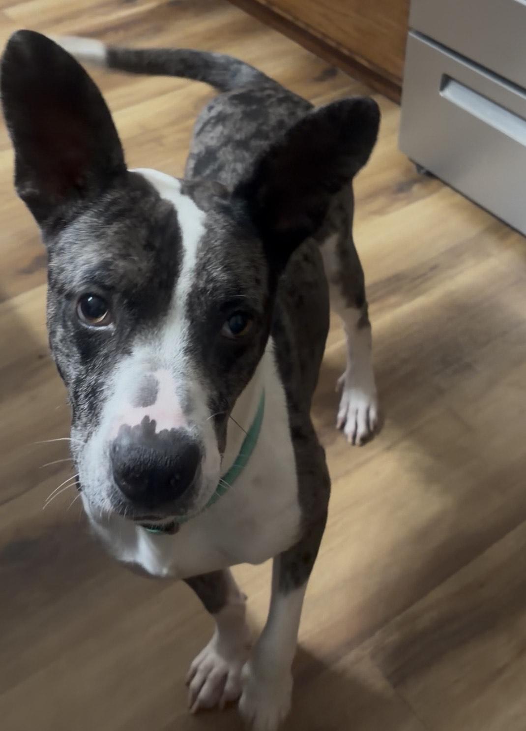 Enlarge Banjo, a ADOPTABLE mixed breed in Gardiner, NY image 2/6