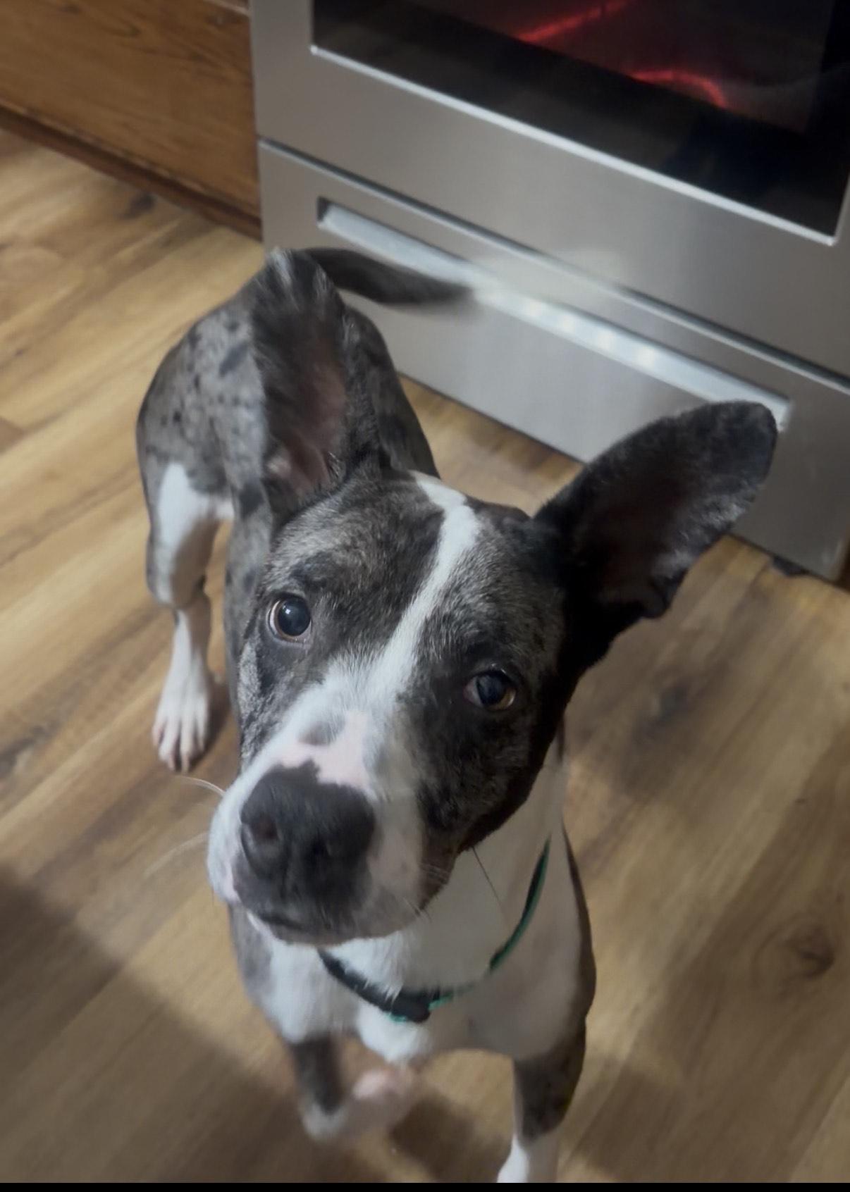 Enlarge Banjo, a ADOPTABLE mixed breed in Gardiner, NY image 4/6