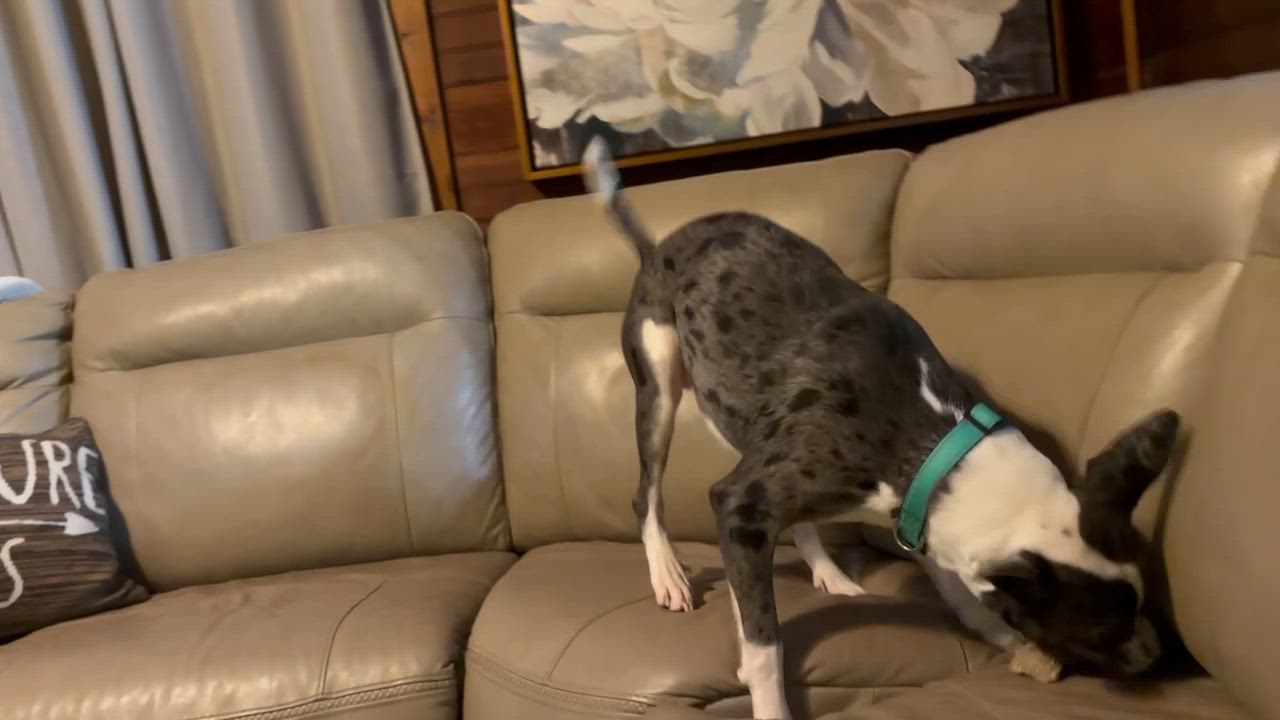 Enlarge Banjo, a ADOPTABLE mixed breed in Gardiner, NY video 6/6