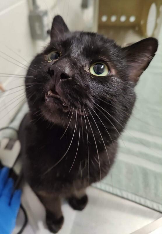 Jaden, Adoptable, Senior Male Domestic Short Hair.