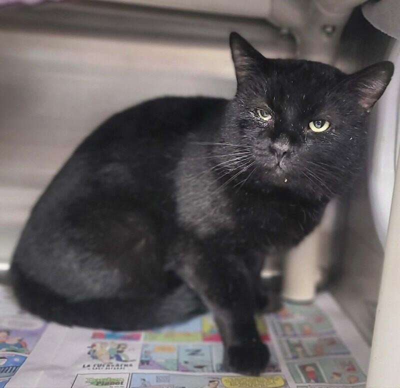 Enlarge Jaden, a Adoptable Domestic Short Hair in Fruit Heights, UT image 2/4