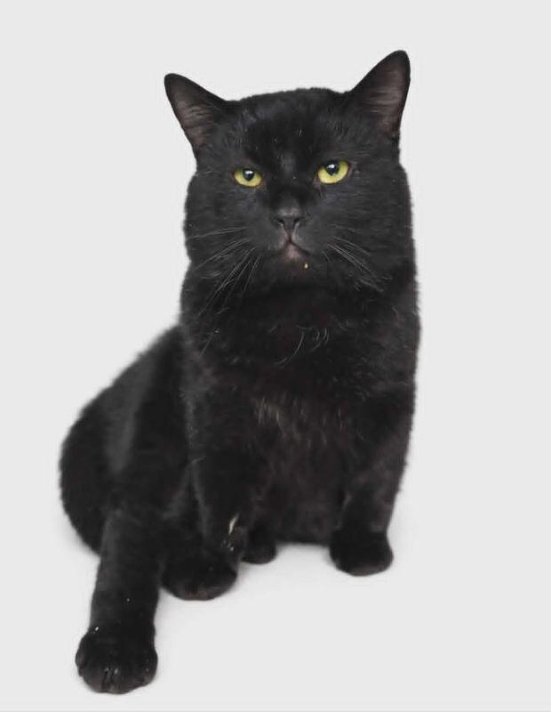 Enlarge Jaden, a Adoptable Domestic Short Hair in Fruit Heights, UT image 3/4
