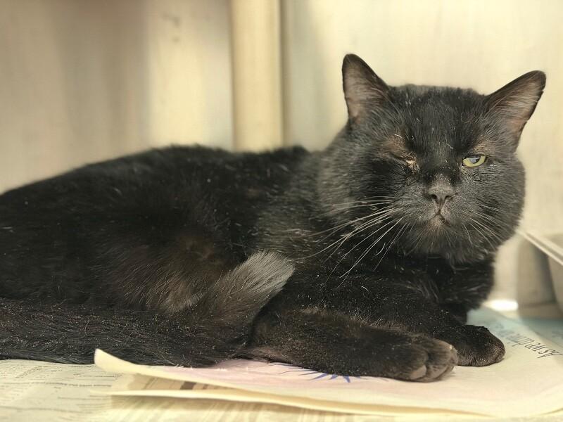 Enlarge Jaden, a Adoptable Domestic Short Hair in Fruit Heights, UT image 4/4