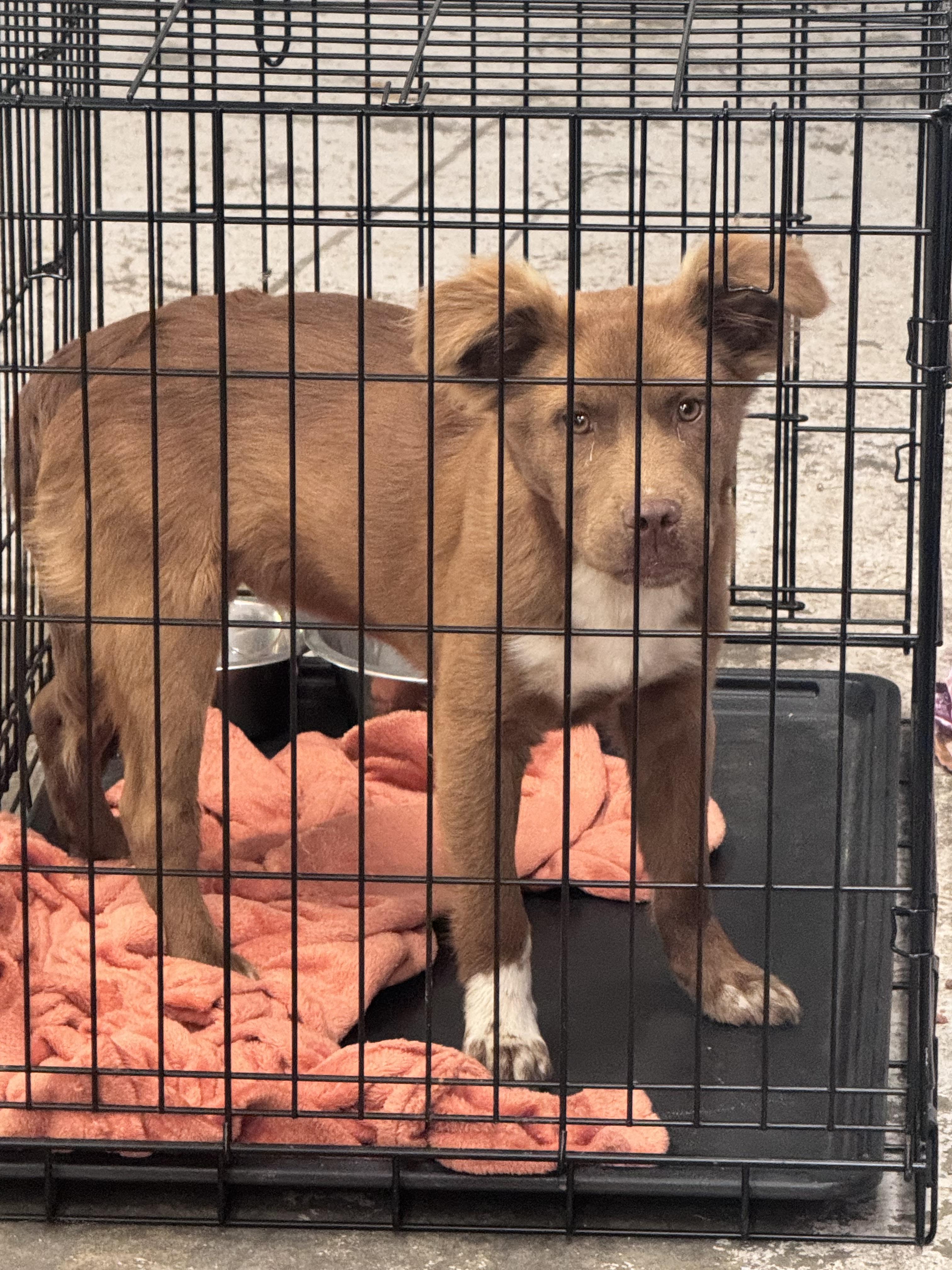 Enlarge Red, an adopted mixed breed in Elizabethtown, NC image 1/2