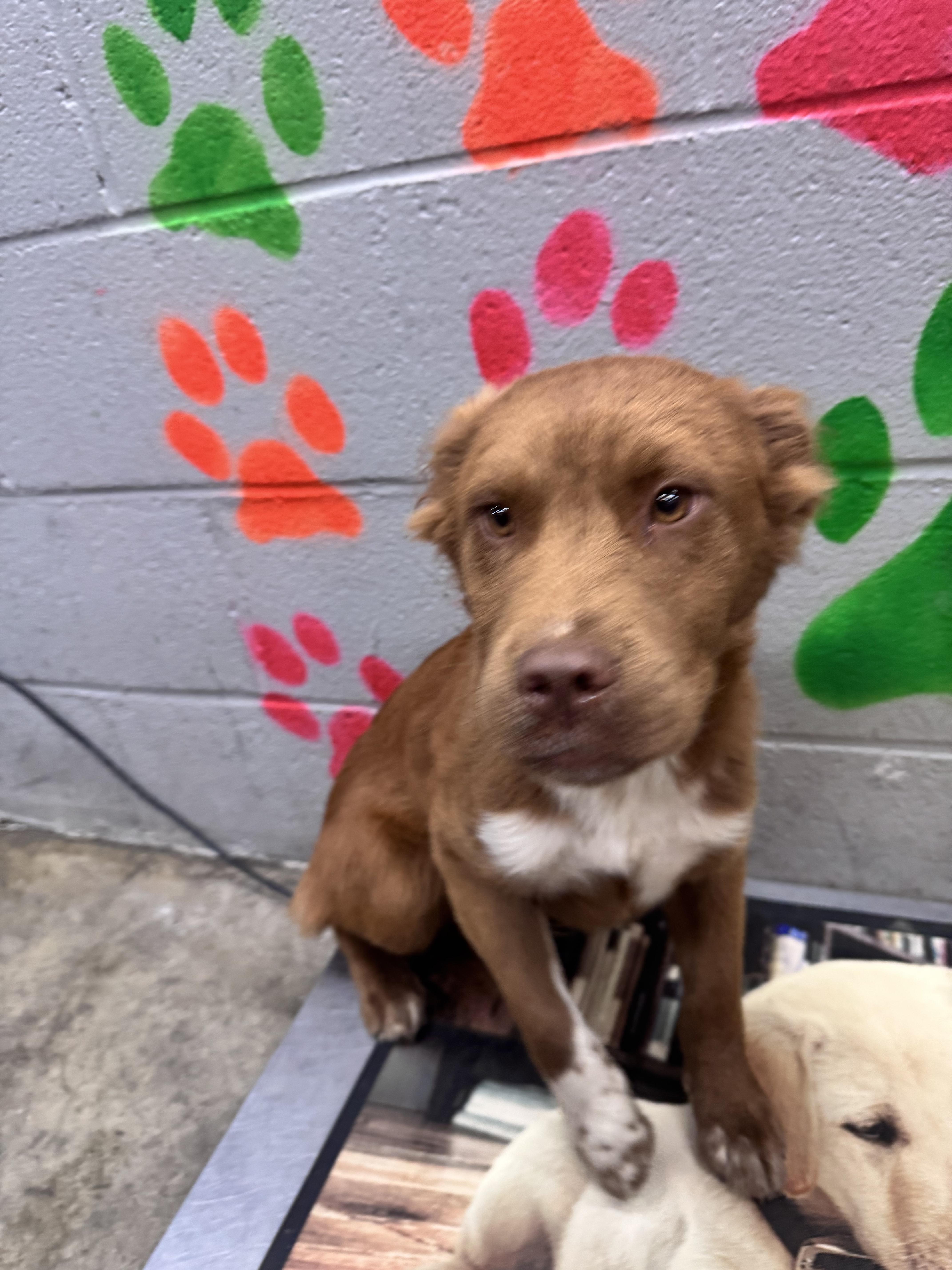 Enlarge Red, an adopted mixed breed in Elizabethtown, NC image 2/2