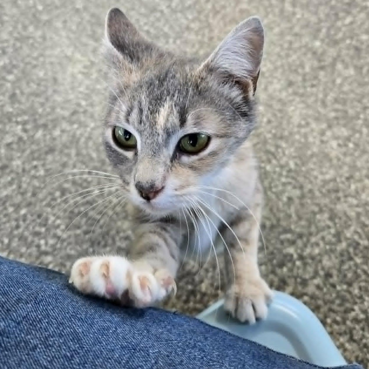 Anchovy, an adopted Domestic Short Hair in Watertown, WI image 3/3